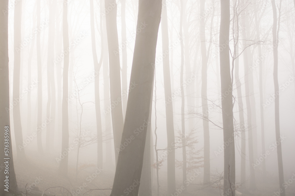 Misty forest with sun rays. Foggy wood and sunlight. Misty forest with sun rays. Foggy wood and sunlight.