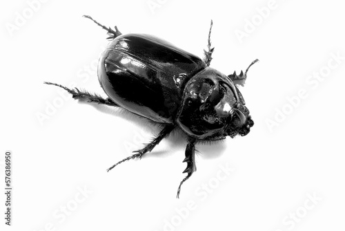 Rhinoceros beetle (oryctes nasicornis) isolated on white
