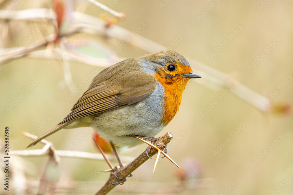 Fototapeta premium European robin (Erithacus rubecula)