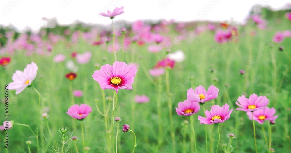 Beautiful pink cosmos flower blooming and blowing in autumn, Blossom or bloom background Beautiful pink cosmos flower blooming and blowing in autumn, Blossom or bloom background