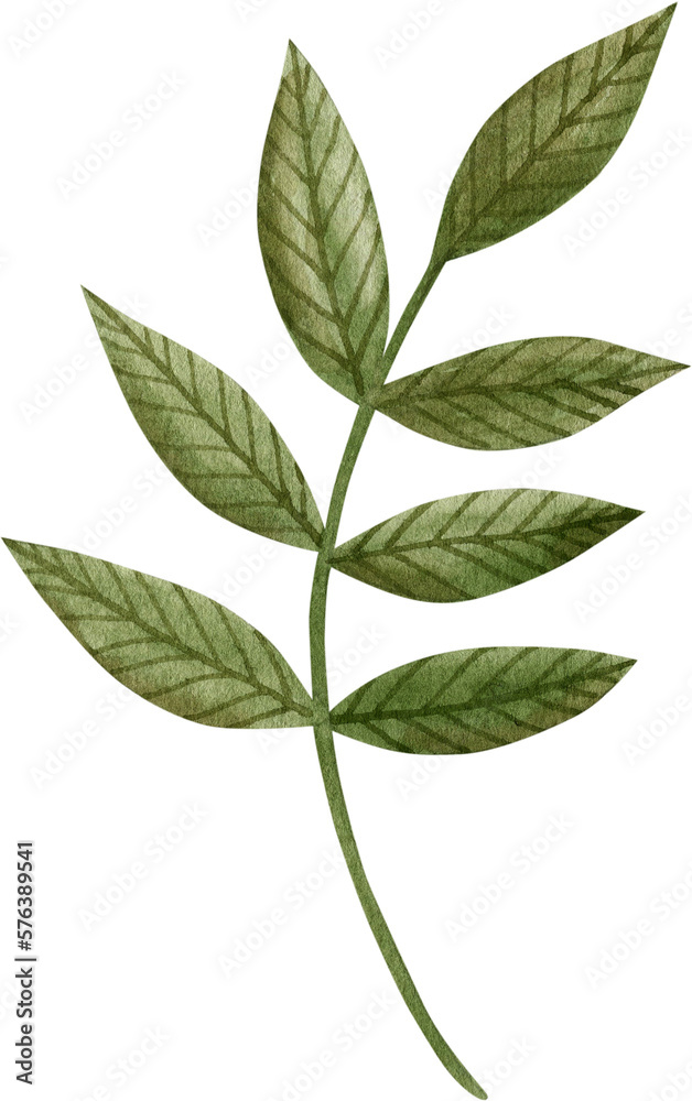 Watercolor illustration of green poppy leaf. Watercolor illustration of green poppy leaf.