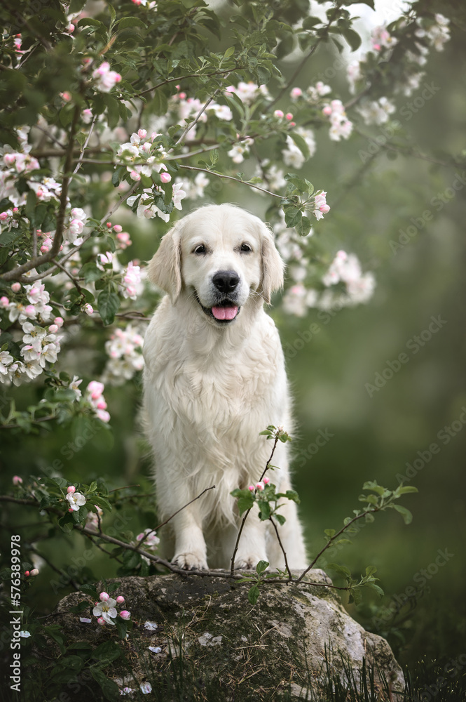 beautiful happy golden retriever dog posing under a blooming apple tree