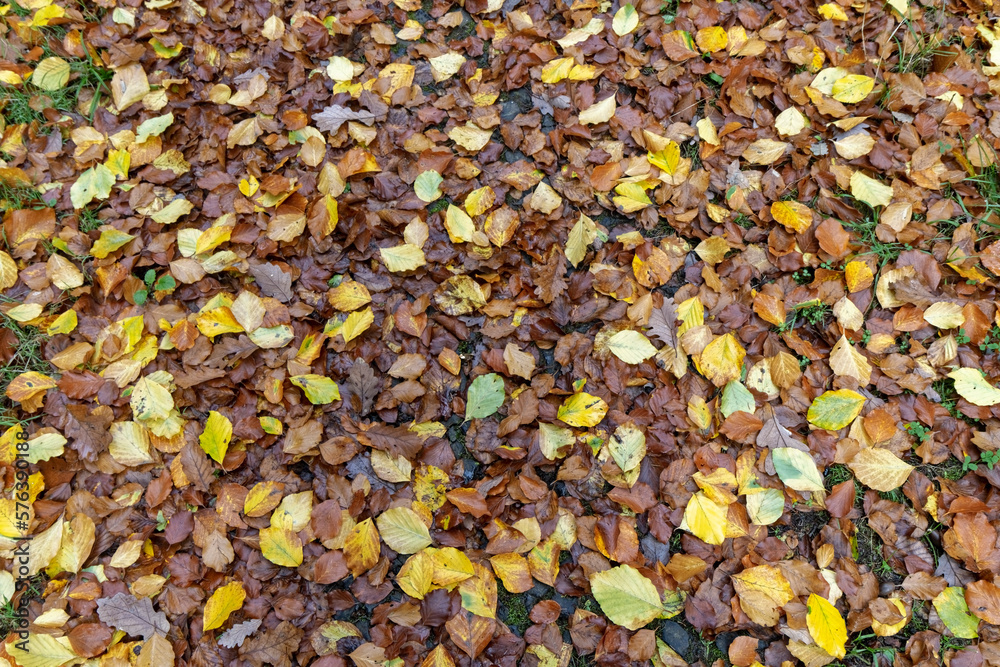 Colorful leaves fallen from the tree Colorful leaves fallen from the tree