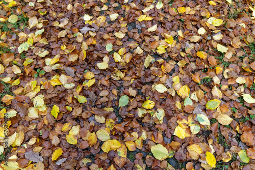 Colorful leaves fallen from the tree