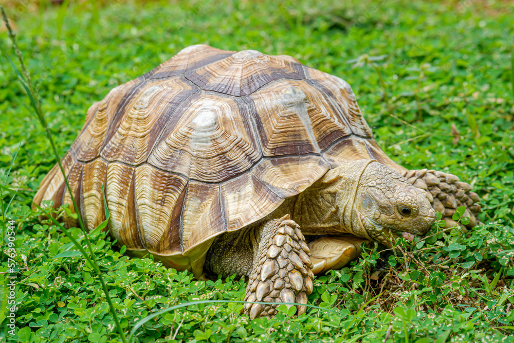 a ploughshare tortoise grazing in the yard a ploughshare tortoise grazing in the yard