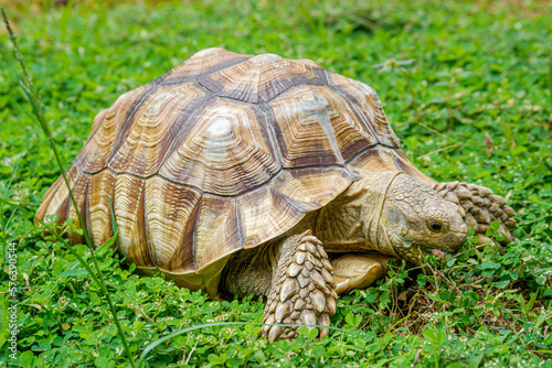 a ploughshare tortoise grazing in the yard photo