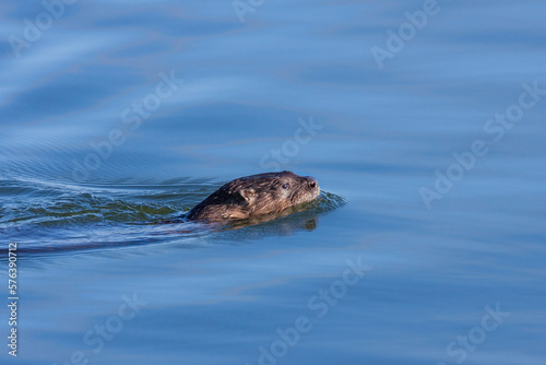 An Otter Smiwwing Above the Water