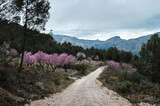 Almond orchard in blossom.Blooming almond trees in the fields among the mountains.Alicante, Spain