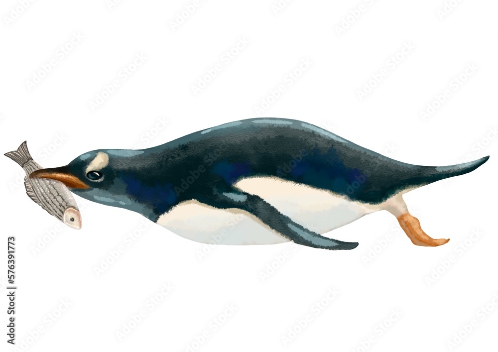 Fototapeta premium Color illustration of a penguin lying on its stomach with a fish in its beak