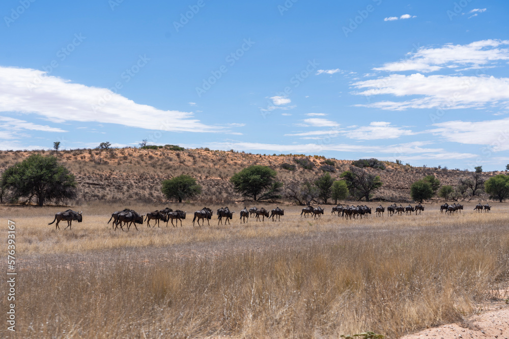 herd of wildebeest walking through the kgalagadi desert herd of wildebeest walking through the kgalagadi desert