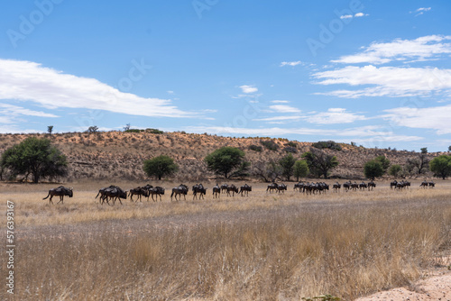 herd of wildebeest walking through the kgalagadi desert  © VittorePhotography