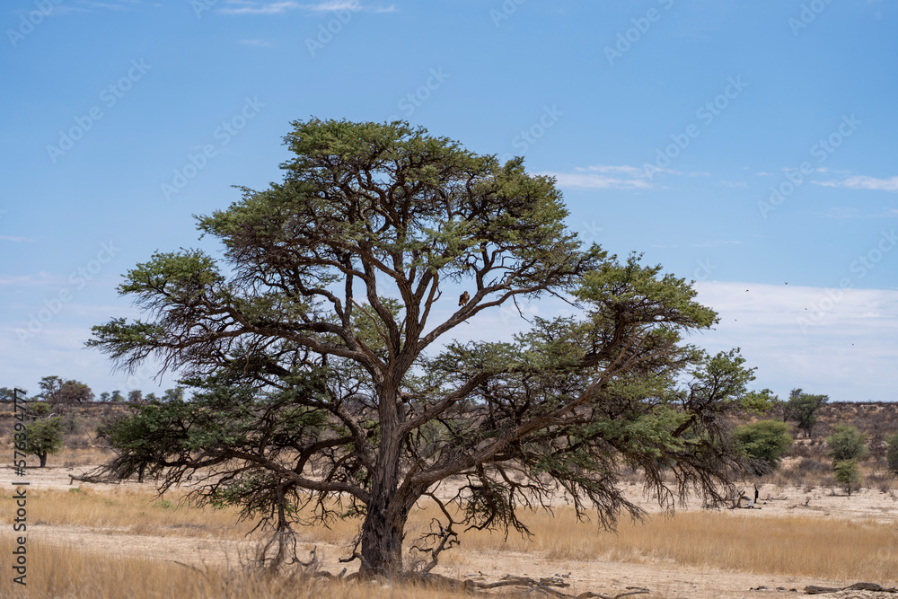 Big green tree standing in the desert with an eagle sitting in the tree in kgalagadi trans frontier park south africa