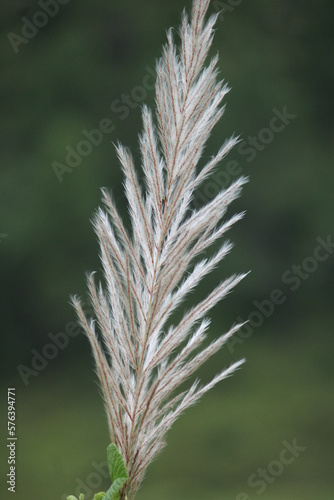 A close-up view of golden silver grass.