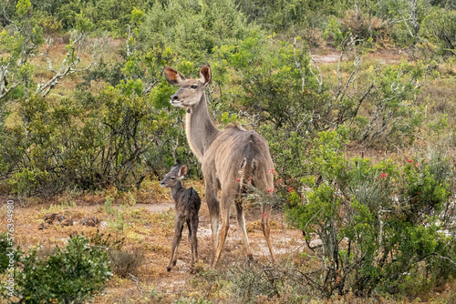 Mother kudu with very young baby kudu in the rain standing side by side in Addo Elephant Park SA © VittorePhotography