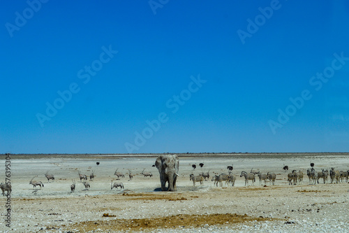 Fototapeta Naklejka Na Ścianę i Meble -  Elephant standing in the dry plains with zebra crossing in the background in etosha national park Namibia 
