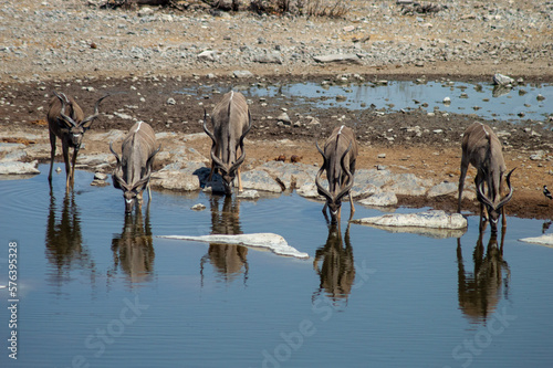 Front shot of four kudus drinking at a waterhole with their features reflected in still water during the dry season in etosha national park Namibia 