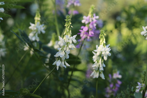 Konstfotografi Blossoming galega officinalis, goat rue. Medicinal herb.
