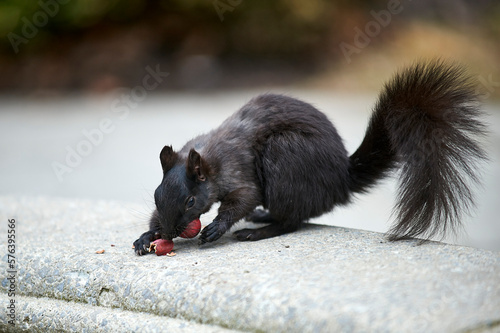 Eastern gray squirrel or grey squirrel (Sciurus carolinensis) - melanistic subgroup, St. James' Cathedral, Toronto , Ontario, Canada photo