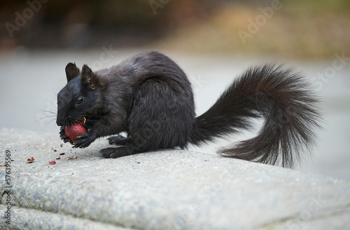 Eastern gray squirrel or grey squirrel (Sciurus carolinensis) - melanistic subgroup, St. James' Cathedral, Toronto , Ontario, Canada photo