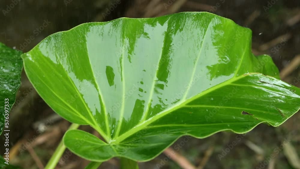 La lluvia cae sobre un hoja verde en cámara lenta. Concepto medio ambiente y naturaleza.