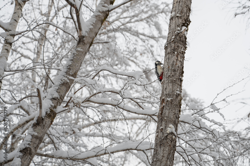 Adult male woodpecker on the tree at winter forest Adult male woodpecker on the tree at winter forest