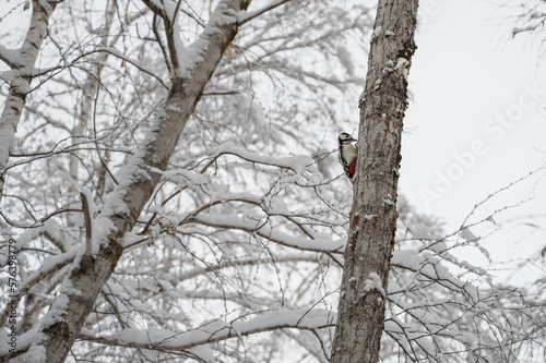 Adult male woodpecker on th...