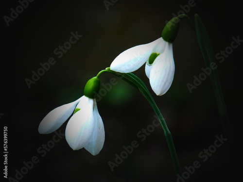 snowdrops in the morning