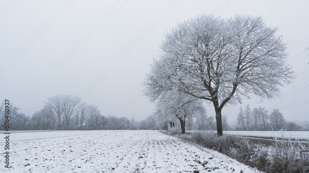 Obraz premium snowy trees