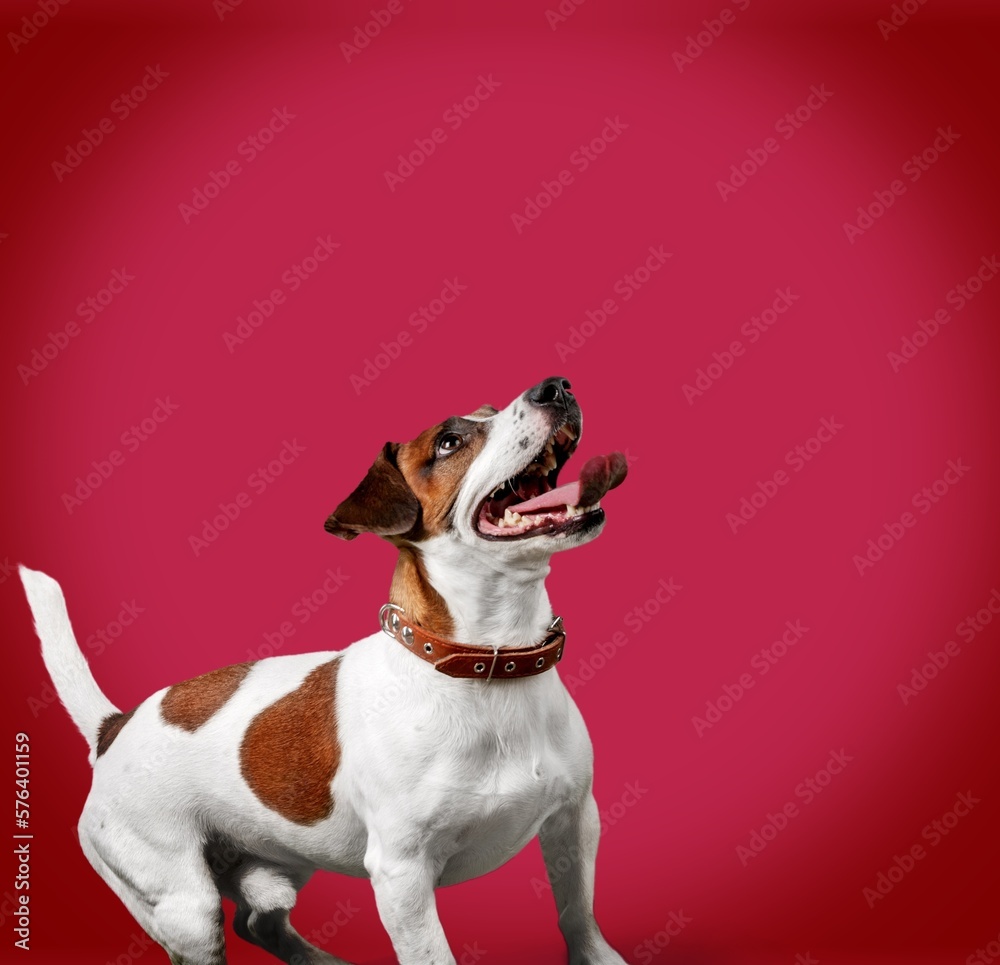 Funny cute young dog on colored background