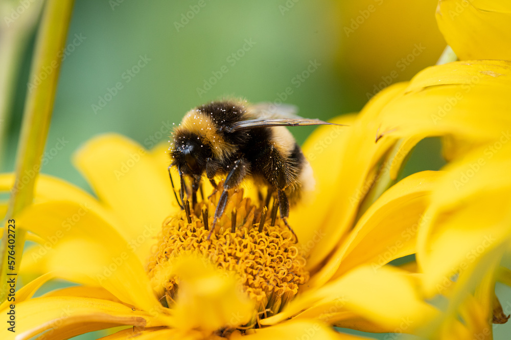 Hummel auf Nektarsuche Hummel auf Nektarsuche