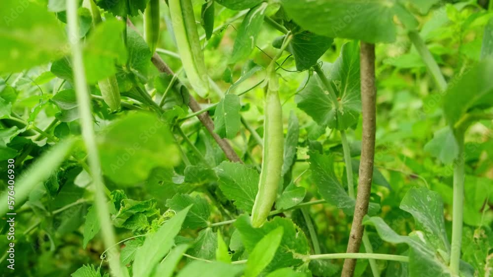 Gardening and agriculture concept. Perfect green fresh ripe organic peas ready to harvesting on branch in garden. Vegan vegetarian home grown food production. Local garden produce clean pea pods Gardening and agriculture concept. Perfect green fresh ripe organic peas ready to harvesting on branch in garden. Vegan vegetarian home grown food production. Local garden produce clean pea pods