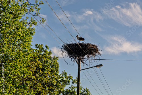 Stork on an electric pole