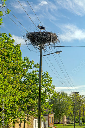 Stork on an electric pole