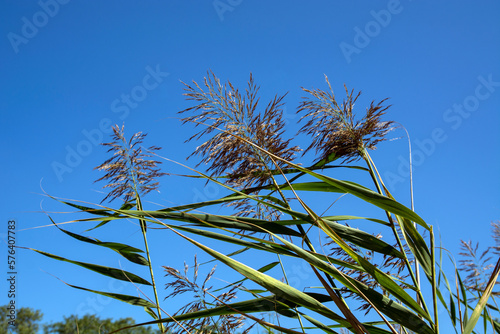 Reeds by the lake