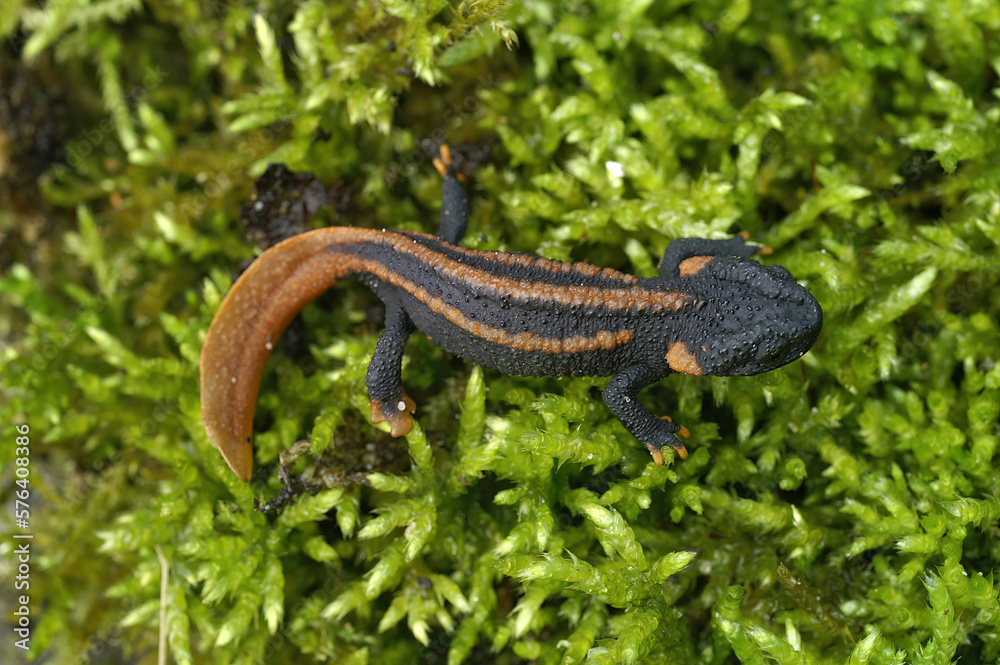 Closeup on a captive bred juvenile of the endangered Asian Red-tailed knobby newt, Tylototriton kweichowensis sitting on moss Closeup on a captive bred juvenile of the endangered Asian Red-tailed knobby newt, Tylototriton kweichowensis sitting on moss
