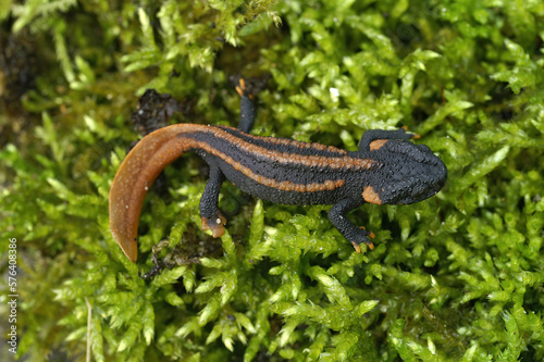 Closeup on a captive bred juvenile of the endangered Asian Red-tailed knobby newt, Tylototriton kweichowensis sitting on moss