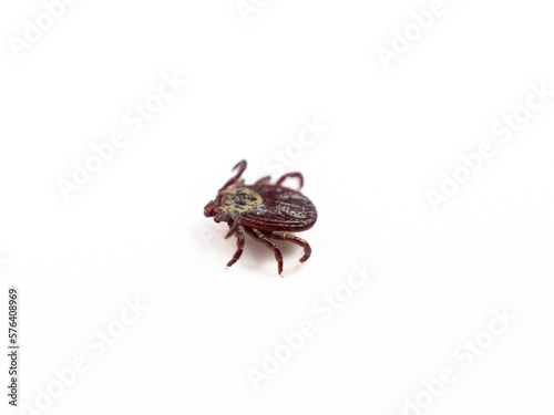 Infectious Dermacentor Dog Tick Arachnoid Parasite Insect Macro isolated on white background. Insect.