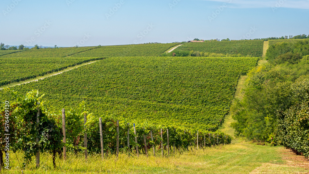 hilly road in the middle of vineyards near Baranja, Croatia