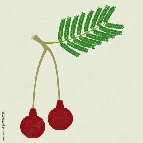 Branch with fruits parkia biglobosa mimosaceae on green a background.