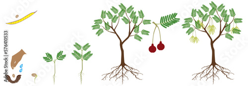 Cycle of growth of parkia biglobosa mimosaceae tree on a white background.