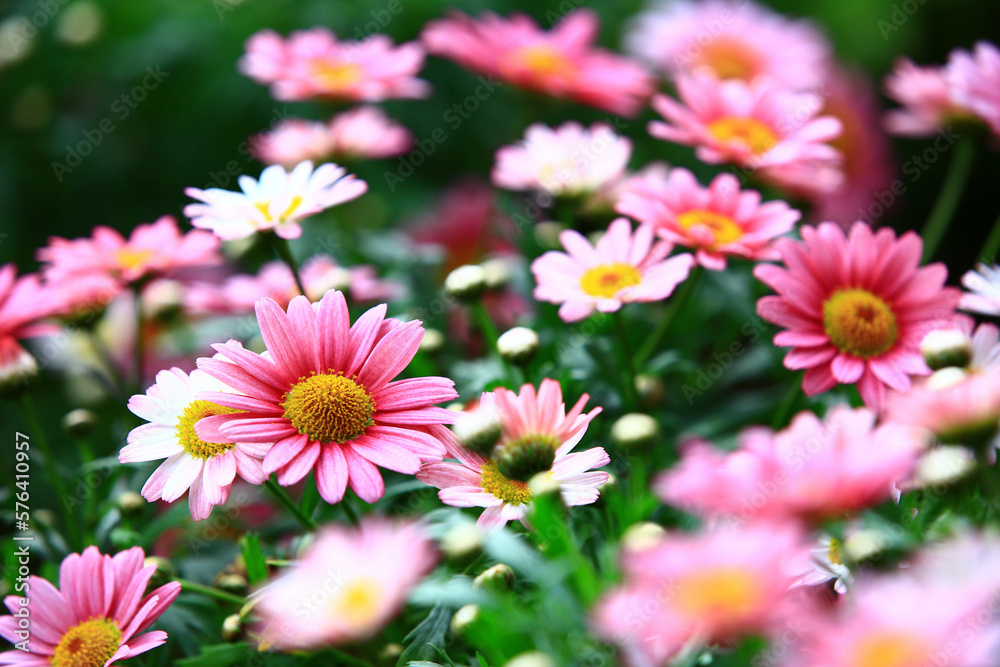 blooming Marguerite(Paris Daisy,White Marguerite) flowers,close-up of beautiful pink and red Marguerite flowers blooming in the garden
blooming Marguerite(Paris Daisy,White Marguerite) flowers,close-up of beautiful pink and red Marguerite flowers blooming in the garden