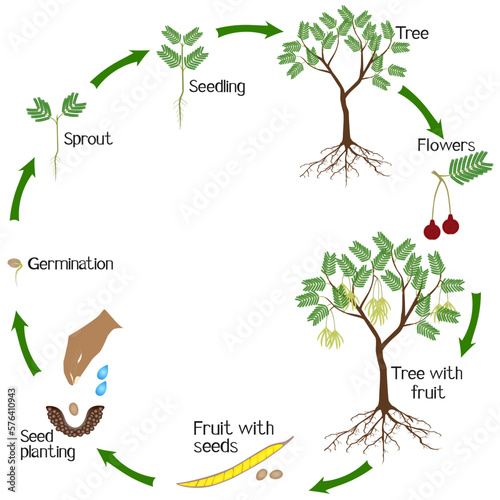 A growth cycle of parkia biglobosa mimosaceae tree on a white background.