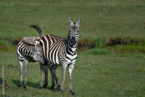 Zebra in the Savanna of Kenya