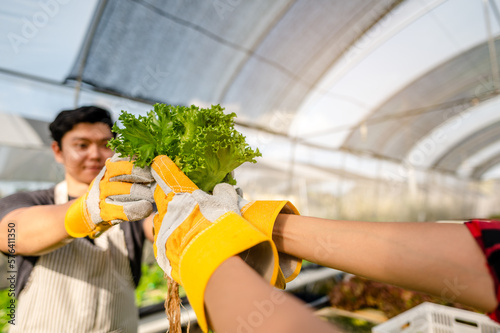 The gardener harvesting lettuce at vegetable growing house in morning.Growing turnips ready for harvest.agriculture, gardener, farm, harvest, vegetable, technology concepts.