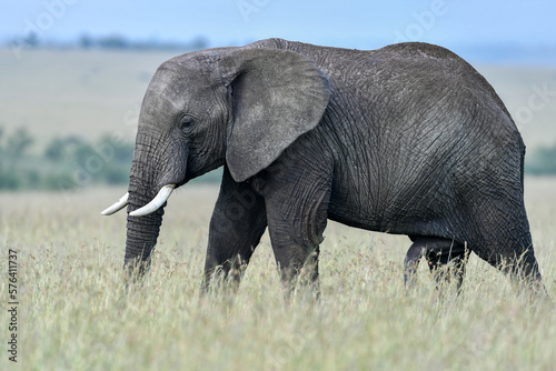 big elephant in the savannah of Africa