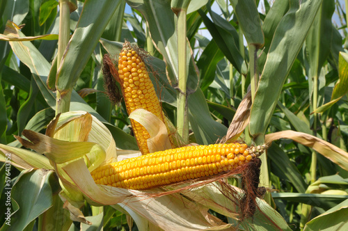 A cob ripens on a young corn stalk