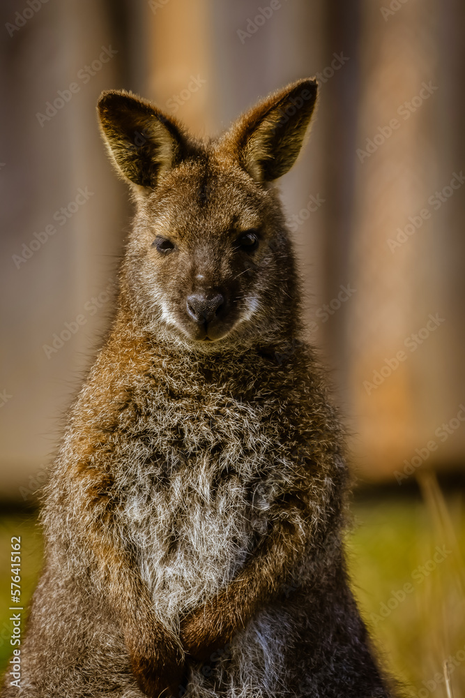 Naklejka premium Kagaroo portrait