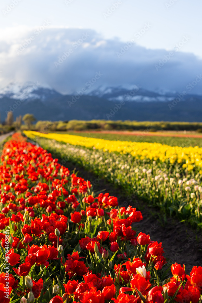 Fototapeta premium campo de tupipanes /campo de tupipas / tulipas