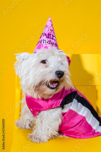 West Highland White Terrier dog in bithday hat and pink jumpsuit or outfit sitting on chair isolated on yellow background.
