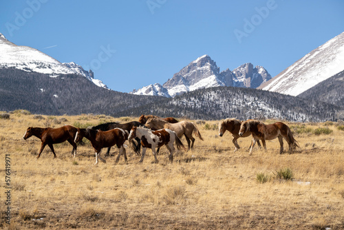 horses in the mountains © Kory